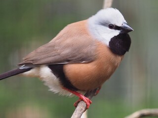 Obraz premium Vivacious jaunty cheerful Black-Throated Finch in bouncy high-spirits.