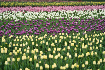 鮮やかなチューリップ