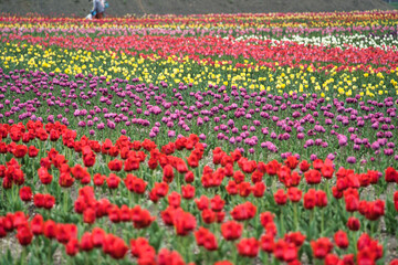 鮮やかなチューリップ