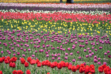 鮮やかなチューリップ