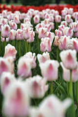 鮮やかなチューリップ