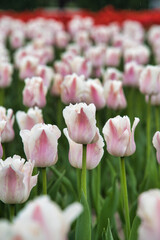 鮮やかなチューリップ