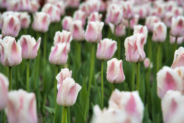 鮮やかなチューリップ