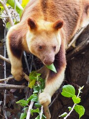 Strong muscular Goodfellows Tree Kangaroo hungrily munching on leaves.