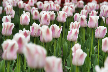 鮮やかなチューリップ