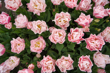 鮮やかなチューリップ