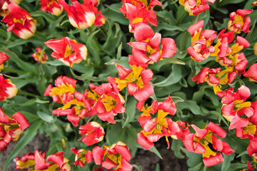 鮮やかなチューリップ