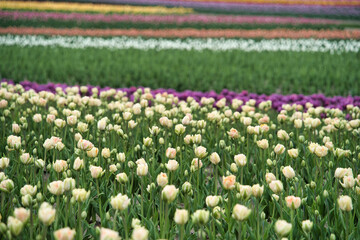 鮮やかなチューリップ