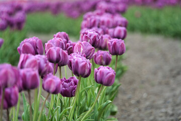 鮮やかなチューリップ