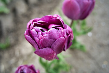 鮮やかなチューリップ