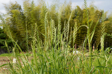 ホソムギとネズミホソムギの混生／イネ科・花粉症の原因