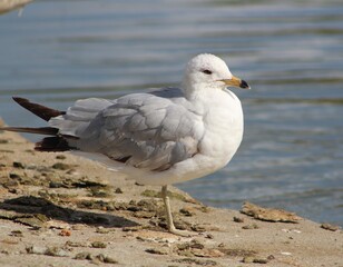 seagull by the pond