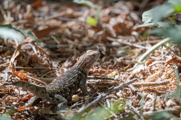 An intimidating lizard in the desert