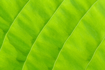 Closeup of lime green hosta leaf back lit by the sun, pattern and texture in a nature background

