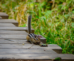 chipmunk on the grass