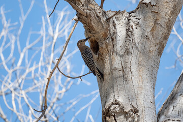 A woodpecker finding prey in a tree