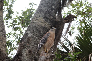 Red shoulder hawk perched on a tree