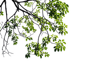 Fresh green tree branch isolated on white background