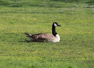 mother Canadian goose