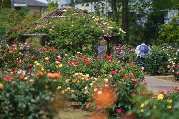 いばらきフラワーパーク