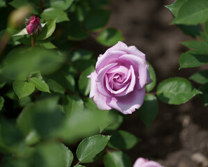 ラブリーブルー