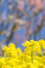 桜と菜の花