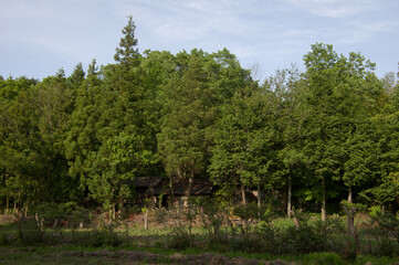 森の奥で木々に囲まれた家