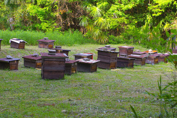 森の中にある養蜂
