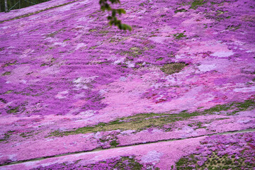 鮮やかな芝桜