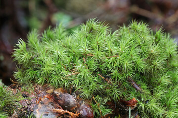 Dicranum polysetum, commonly known as wavy broom moss or rugose fork-moss