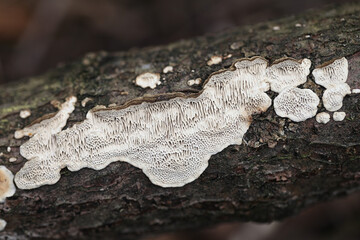 Datronia mollis, known as the Common Mazegill, bracket fungus from Finland