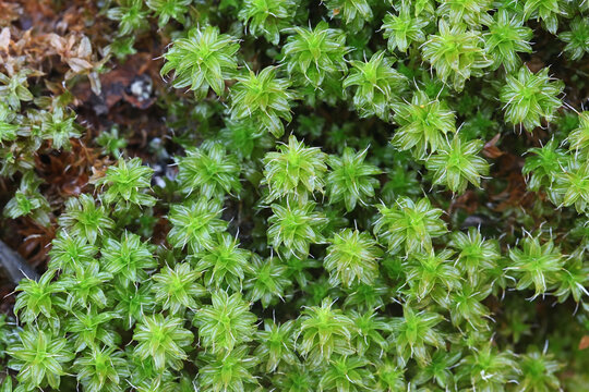 Syntrichia ruralis, commonly known as twisted moss and star moss
