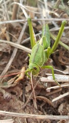 grasshopper on the grass