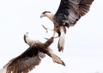 Crested Caracara (Caracara cheriway) interaction, Rio Grande Valley, Texas