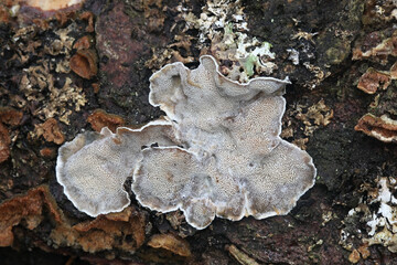 Sceletocutis carneogrisea, a polypore from Finland with no common English name