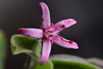 close up of a flower