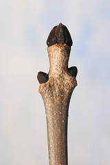 Leaf buds of European ash, Fraxinus excelsior