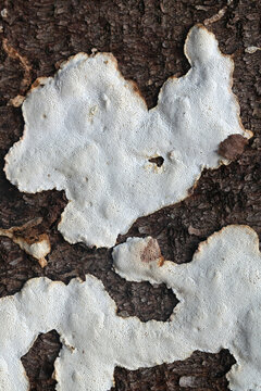 Antrodia serialis, known as serried crust fungus, wild polypore fungus from Finland