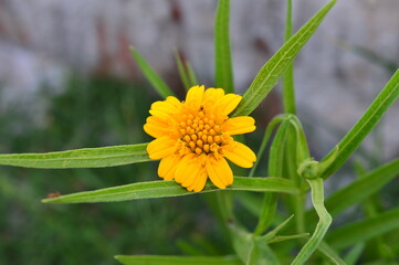 yellow flower