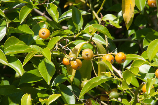 Sydney Australia, ripening fruit on a pereskia aculeata or Barbados gooseberry vine