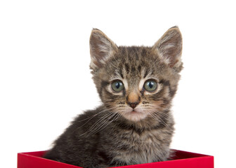 Portrait of an adorable grey, black and brown tabby kitten sitting in a red box looking at viewer. Isolated on white.