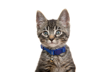 Portrait of an adorable grey, black and brown tabby kitten wearing a blue collar with bell looking at viewer. Isolated on white.