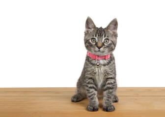 Adorable grey, black and brown tabby kitten wearing a pink collar with bell sitting on a dark wood floor looking at viewer. Isolated on white.