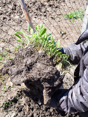 Fototapeta na wymiar gardener holds dug horseradish plant with roots