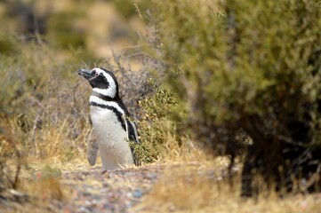 Naklejka premium penguin 