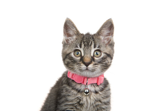 Portrait of an adorable grey, black and brown tabby kitten wearing a pink collar with bell looking at viewer. Isolated on white.