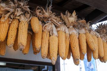 dried corn on the cob