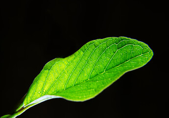 One Bright green leaf isolated on black background. Abstract texture, natural green background.