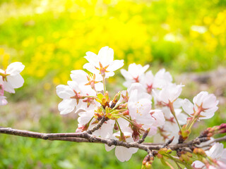 桜と菜の花