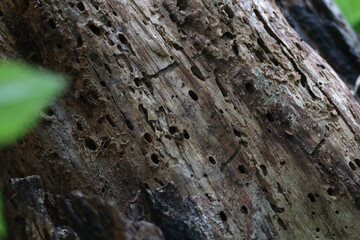 Old tree trunk. Dead tree isolated on white background. Barn tree. Stump isolated.